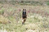 MALINOIS 357